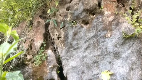 Green plants among the rocks Stock Footage 330274190