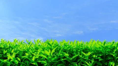 Green plants and blue sky Stock Photos