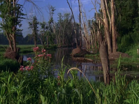 Green plants and dead trees on the banks of the Tippecanoe River Video stock 86750933