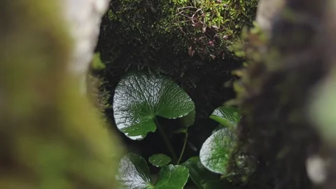 Green plants and mountain moss between the rocks Stock Footage 284458360