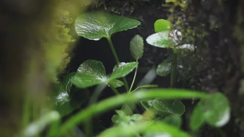 Green plants and mountain moss between the rocks Stock Footage 284458373