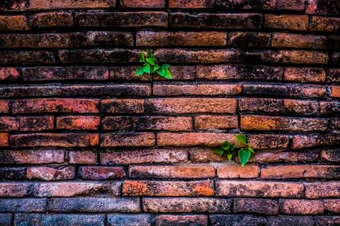 Green plants and red wall Stock Photos