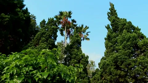 Green plants and trees Vídeos de archivo 202295890