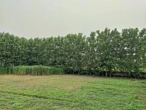 Green plants and trees Stock Photos