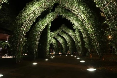 Green plants arches through the path at night with illumination Stock Photos
