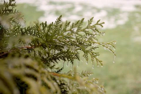 Green plants are covered with a layer of ice after freezing rain Stock Photos