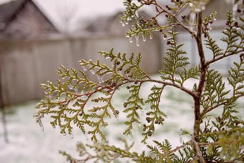 Green plants are covered with a layer of ice after freezing rain Stock Photos