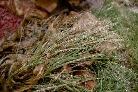 Green plants are covered with a layer of ice after freezing rain Stock Photos