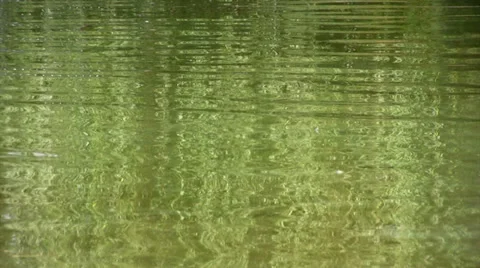 Green plants are reflected in a lake Видео 34162200