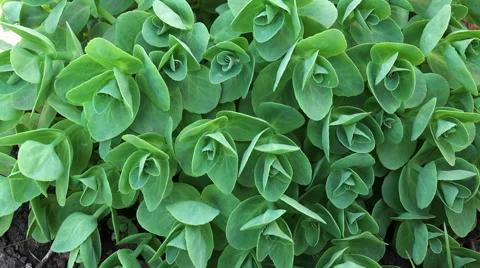 Green plants background 4K Stock Footage 68167171