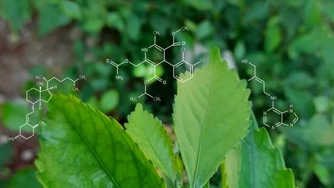 Green plants background with biochemistry structure Stock Photos