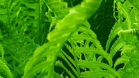 Green Plants background Stock Footage 109638501