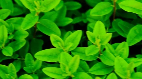Green plants background Stock Footage 113679550