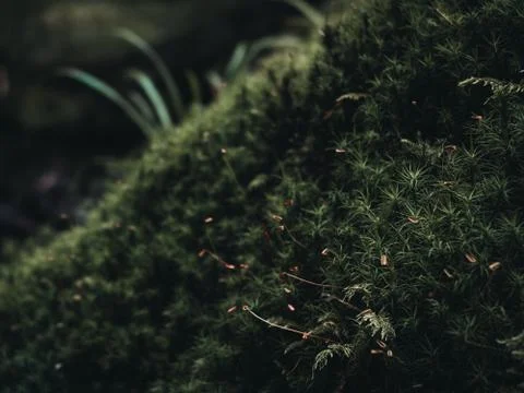 Green plants like background pattern in moody nature environment Stock Photos