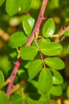 Green Plants Background Stock-Fotos