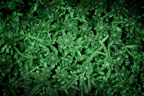 Green plants background Stock Photos