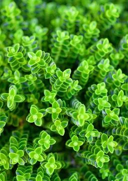 Green Plants Background Stock Photos