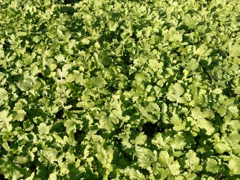Green plants for background texture in summer day Stock Photos