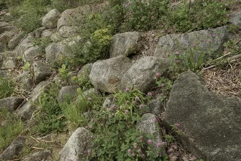 Green plants between the rocks Stock Photos