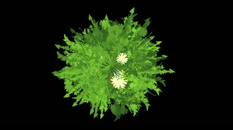 The green plants on a black background 動画素材 12546538