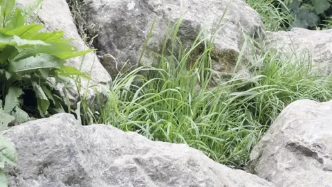 Green plants blowing between boulders close up Video stock 335541499