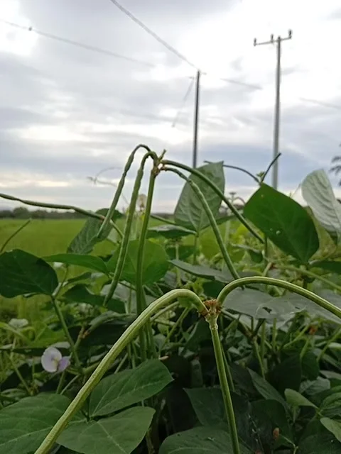 Green plants blowing in the fresh wind Stock Footage 229346515