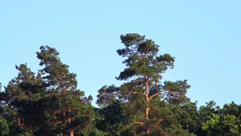 Green plants on a blue background Stock Footage 201390624