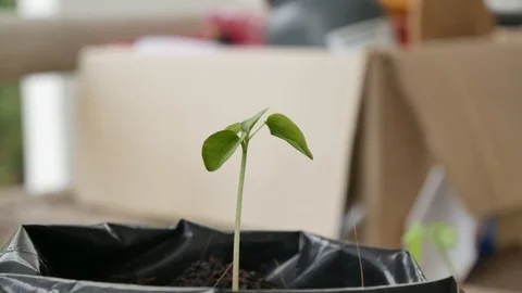 Green plants on blure background. Stock Footage 86424076