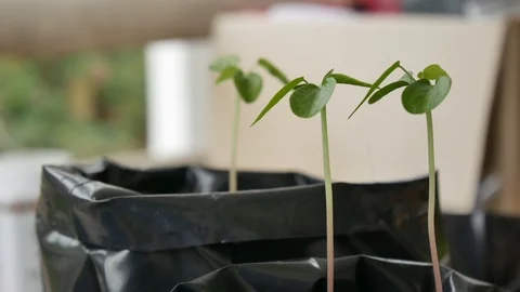 Green plants on blure background. Stock Footage 86424170