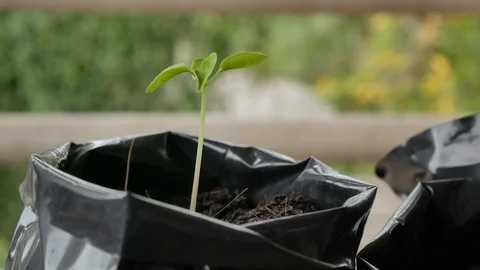 Green plants on blure background. Stock Footage 86424355