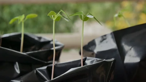 Green plants on blure background. Stock Footage 86424401