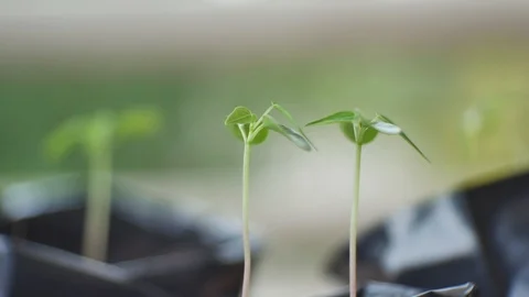 Green plants on blure background. Stock Footage 86424570