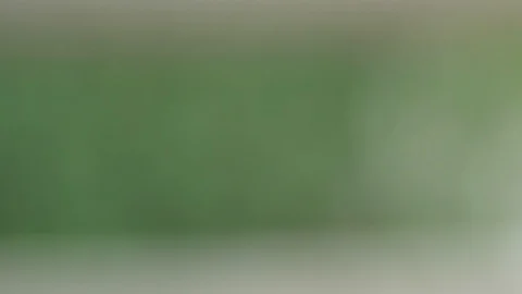 Green plants on blure background. Stock Footage 86424640