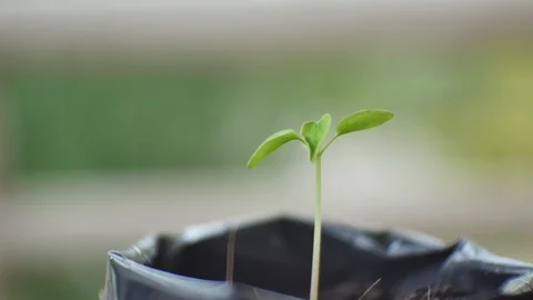 Green plants on blure background. Stock Footage 86424728