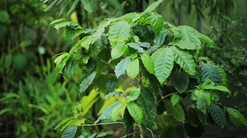 Green plants in botanic garden forest nature leaf spring beautiful bright day Stock Footage 98646653