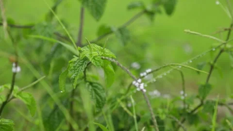 Green plants bushes close up intercut shot Video stock 313311308