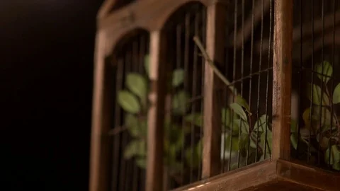 Green plants in a cage studio black background Stock Footage 81044180