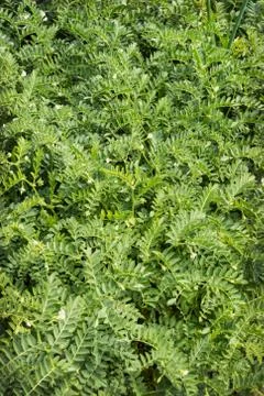 Green plants chickpea Stock Photos