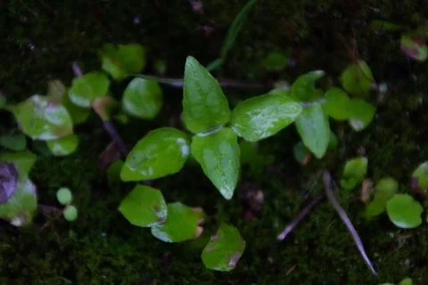 Green plants in the city after rain with water drops Stock Photos