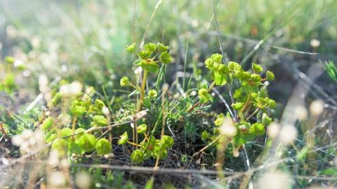 Green plants closeup Stock Photos