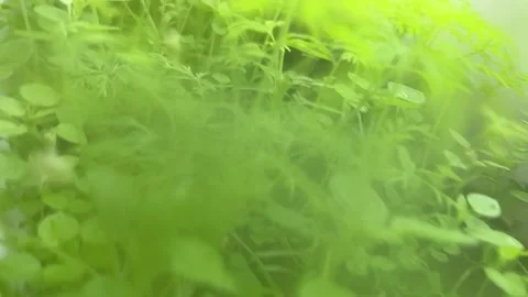 Green plants in the container outdoors Video stock 221639830