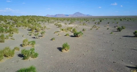 Green plants in the desert of Mongolia on a background of mountains Stock Footage 119163908