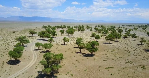Green plants in the desert of Mongolia on a background of mountains Stock-Footage 119163968