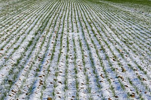 Green plants develop in neat rows across a field covered with patches of sn.. Stock Photos