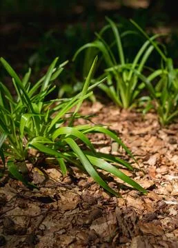 Green plants emerging through fallen leaves in a forest setting, showcasing v Stock Photos