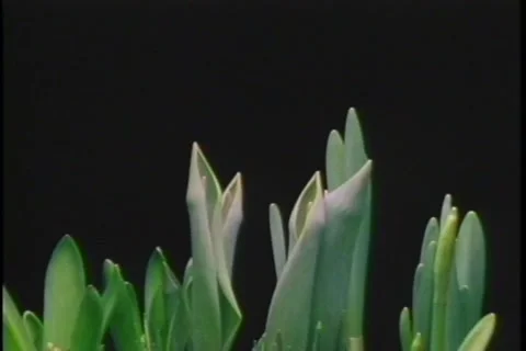 Green plants emerging timelapse Video stock 183586375