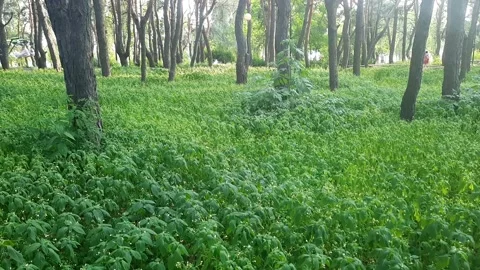 Green plants field and pine trees in a park Stock Footage 156314084