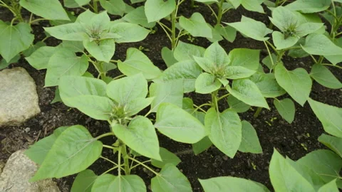 Green Plants In The Field Stock Footage 221828910