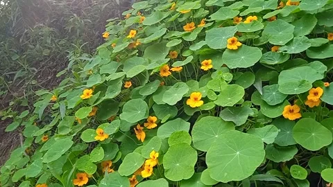 Green Plants of flowers Video stock 150331862
