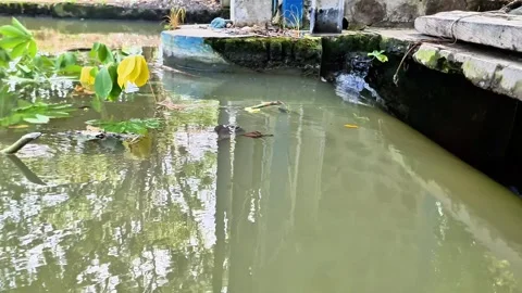 Green Plants Flowing into Fast Moving Water Current at Concrete Dam Gate Stock Footage 332415581
